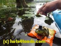 /home//u458753944/public_html/sourcegallery////Frogs/Bullfrogs 2016-08 Ontario/P8140132.JPG